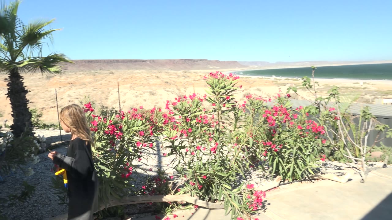 A woman appears at the right edge near a palm and dense pink flowers in San Juanico BCS Mexico, while blue water and pale desert terrain stretch across the background.