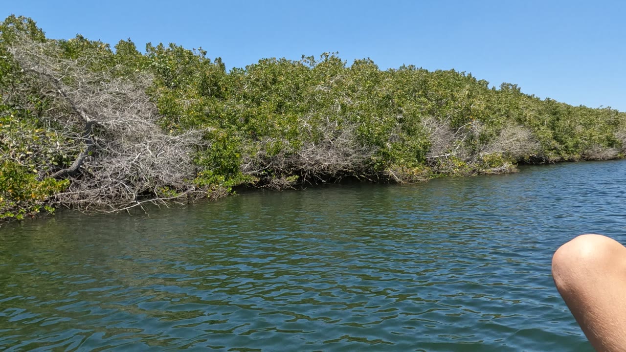 Baja California, Mexico waterway with dense green and dry shoreline trees, rippled blue-green water, clear sky, and a child’s knee entering the right edge of frame.
