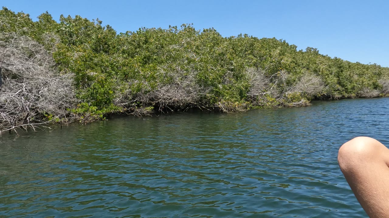 Calm water beside dense shoreline trees with a child’s knee at the lower right.