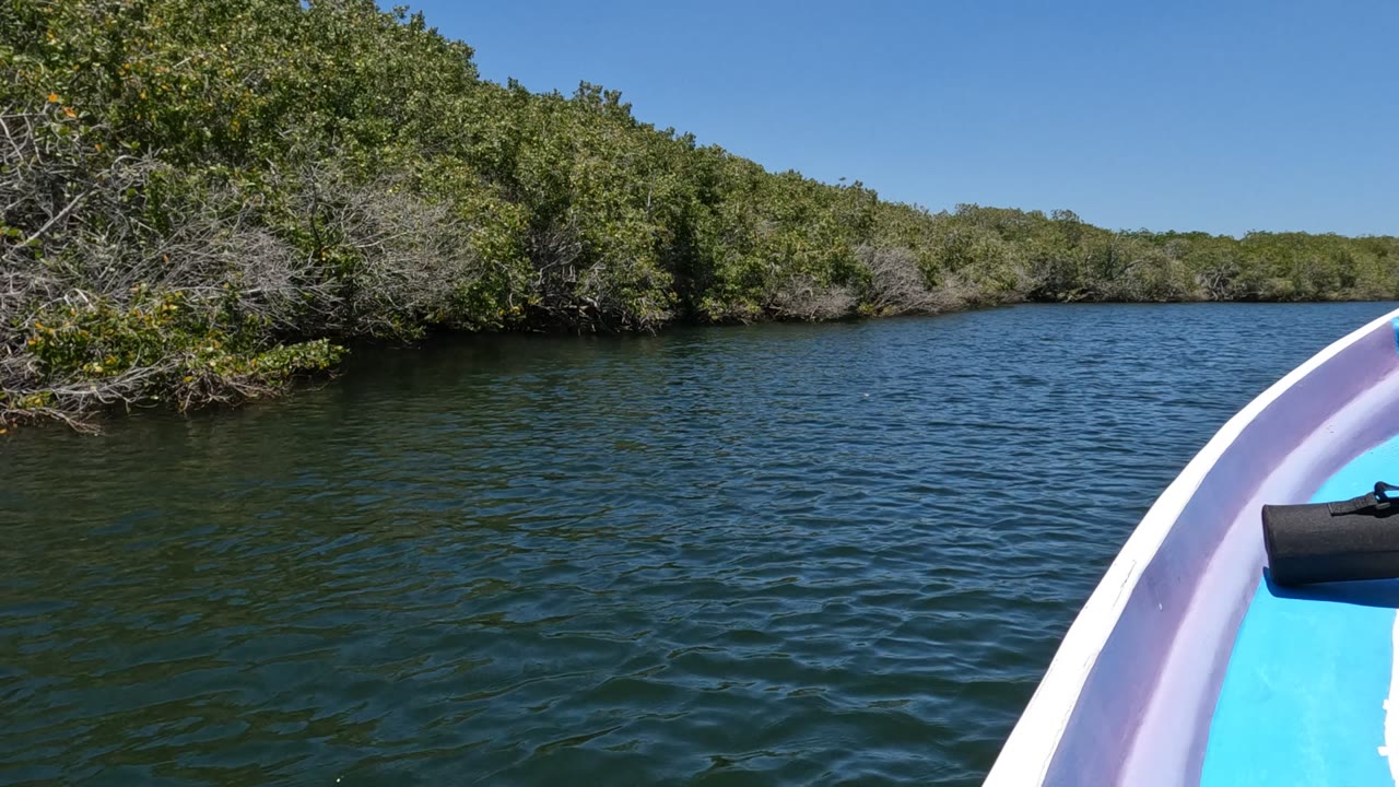Boat-level view in Baja California Mexico with green water in the foreground, a white and blue boat edge at right, dense mangroves across the shore, and no visible people.