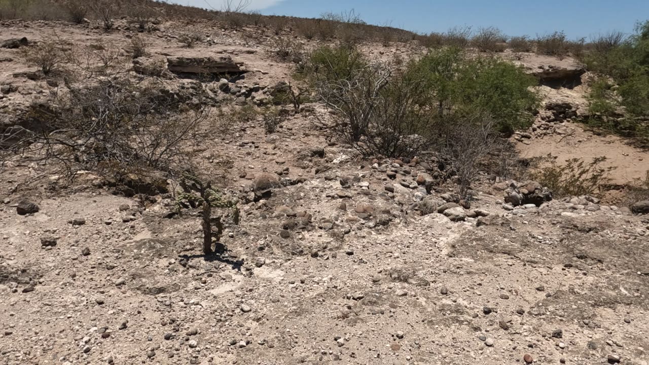 Baja California Mexico desert terrain with pale rocks, sandy ground, thorny scrub, low eroded hillside, blue sky, and no visible people.