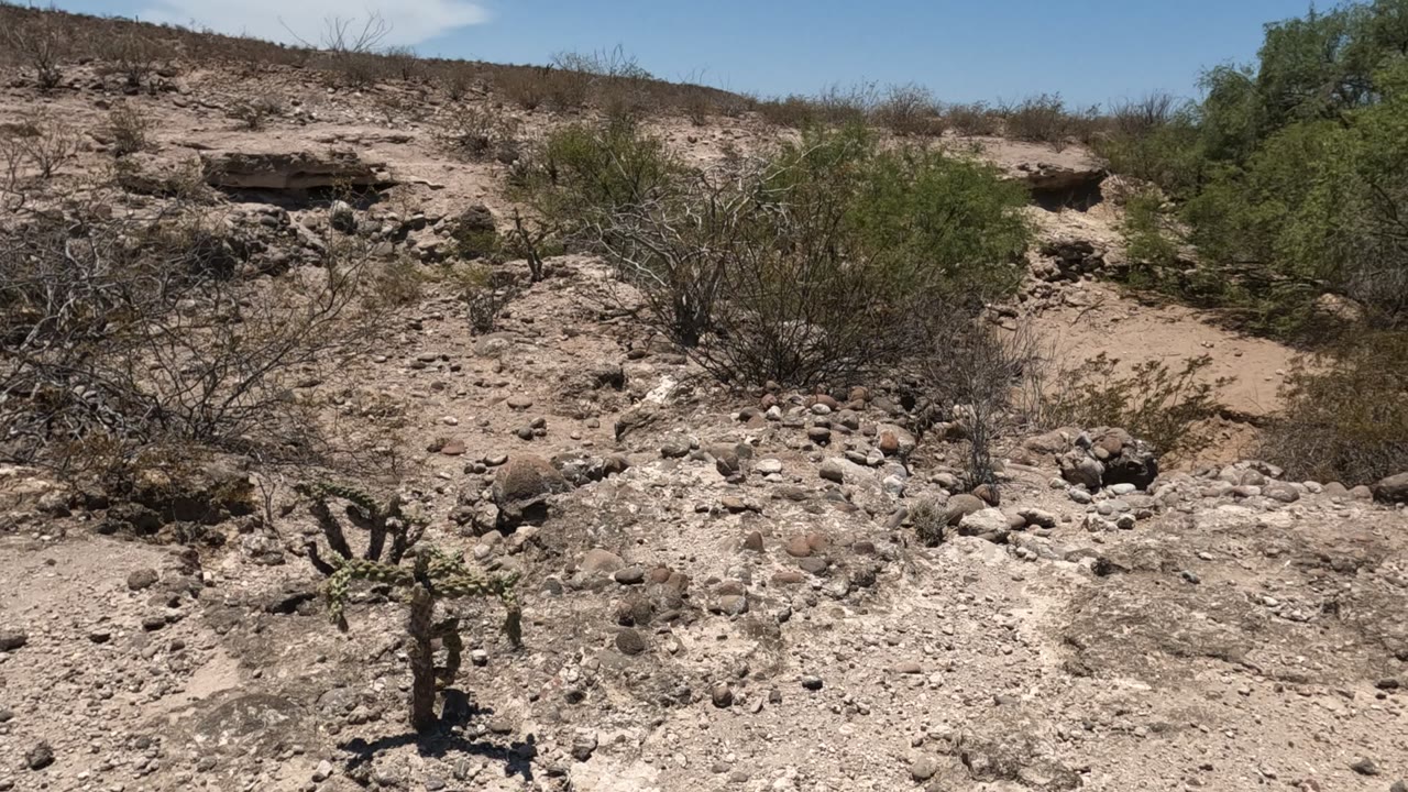 Dry desert slope with rocks, shrubs, and a cactus in the foreground