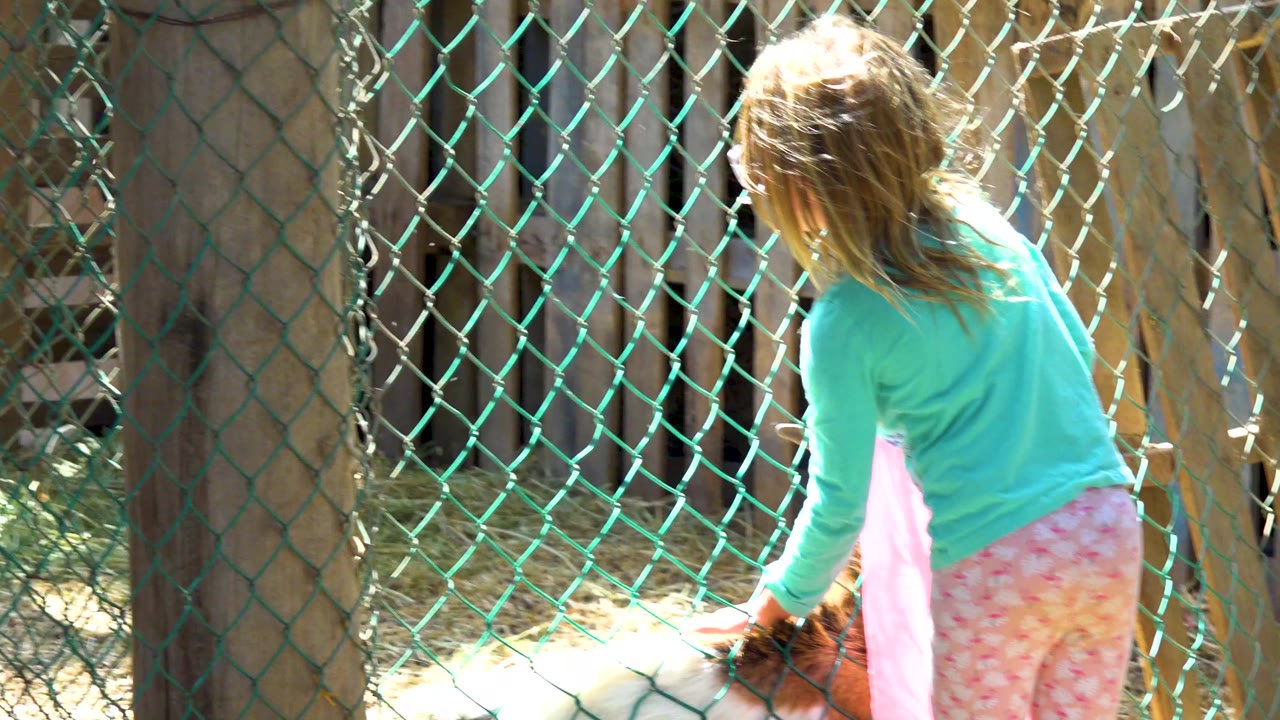 A young girl in a teal shirt and pink pants leans toward a brown-and-white goat through a chain-link fence in bright outdoor light.