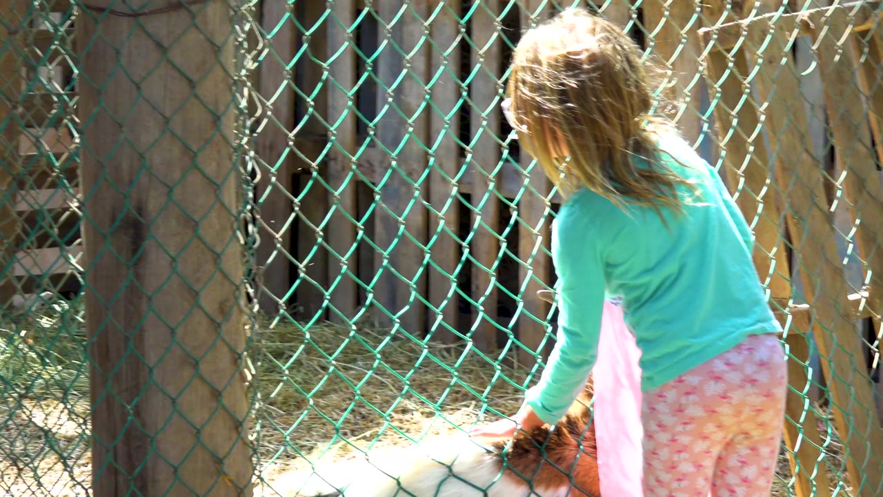 Girl standing close to the fence with a goat below her hands