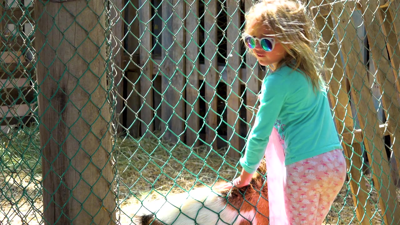 A girl wearing colorful sunglasses looks partly back toward camera while keeping one hand near the goat at the fence.