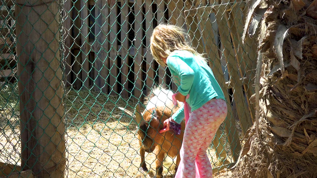 A blonde child in a teal shirt leans toward a small brown goat behind chain-link fencing while holding a pink bag in bright outdoor light.