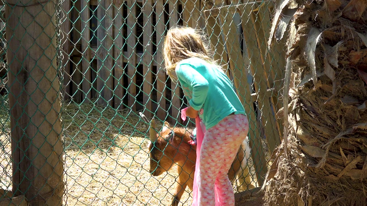 The child is turned away from camera beside the chain-link fence as the small goat lifts its head toward the feeding spot near the palm trunk.