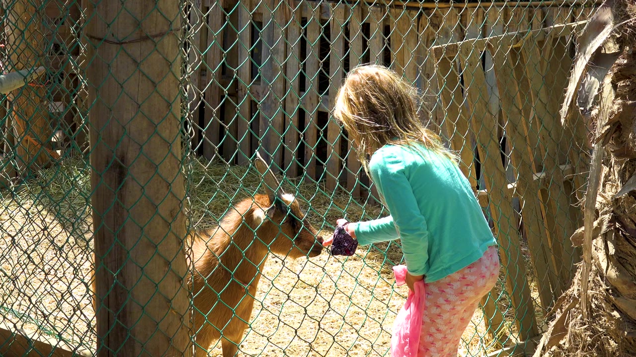 A young blonde girl in a teal shirt and pink pants leans toward a brown goat behind a chain-link fence at an outdoor petting zoo or farm enclosure.