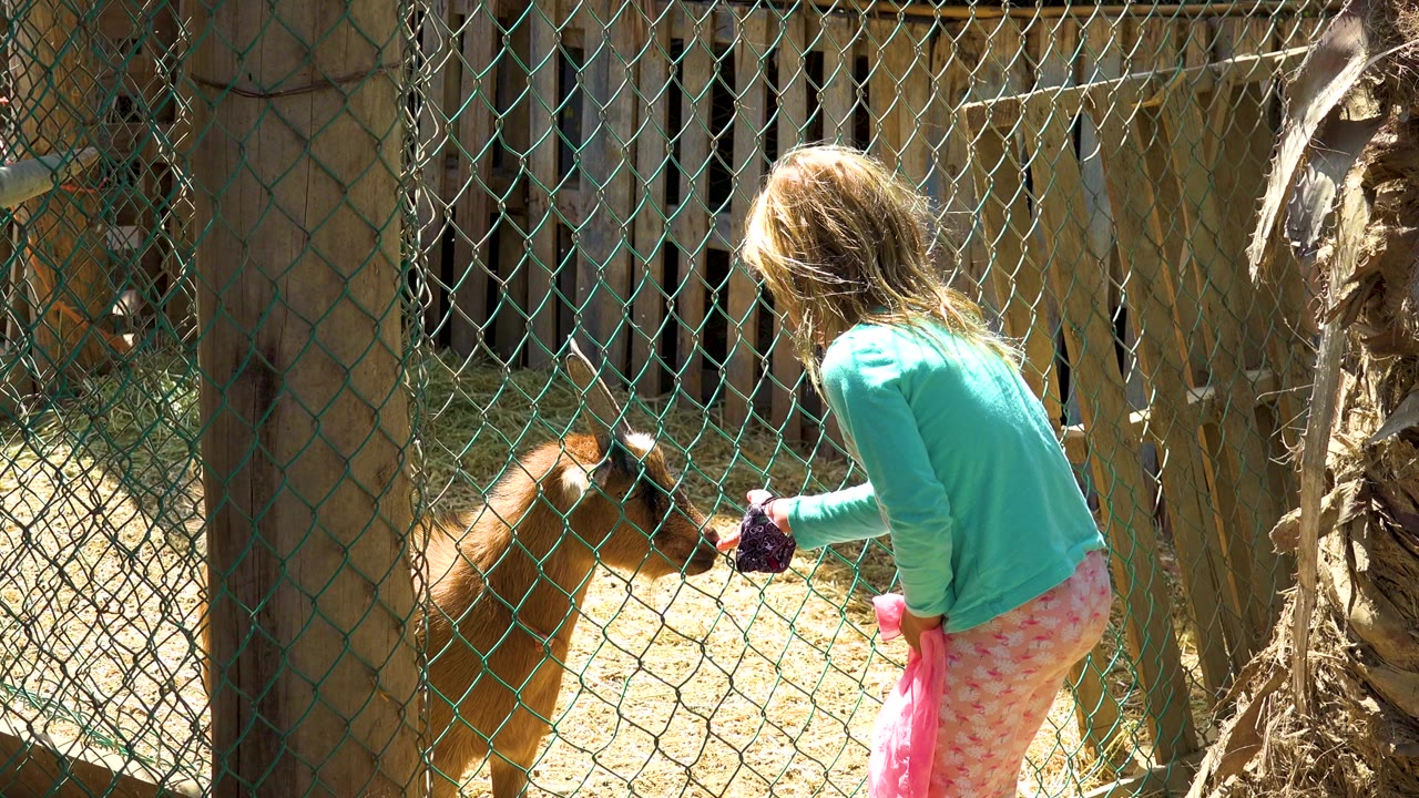 Girl holds food near a goat behind green chain-link mesh.