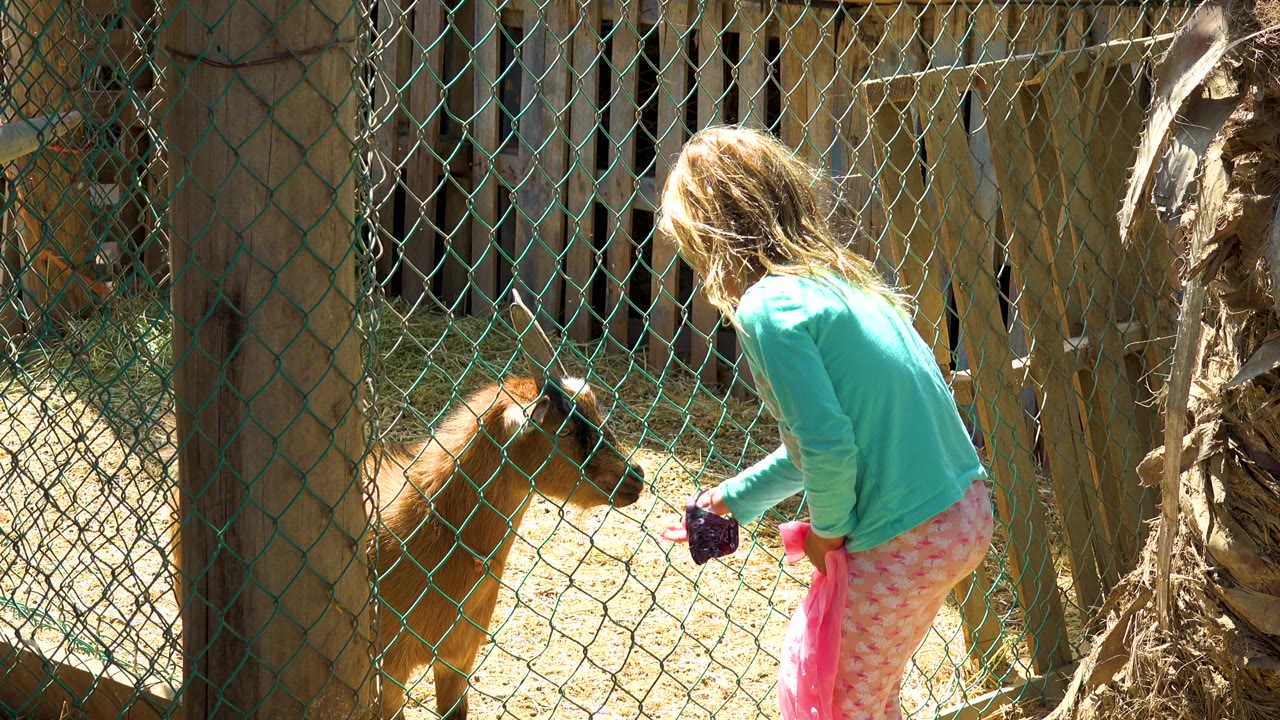 The goat moves closer to the chain-link fence while the girl stays on the outside with her arm extended toward the mesh.