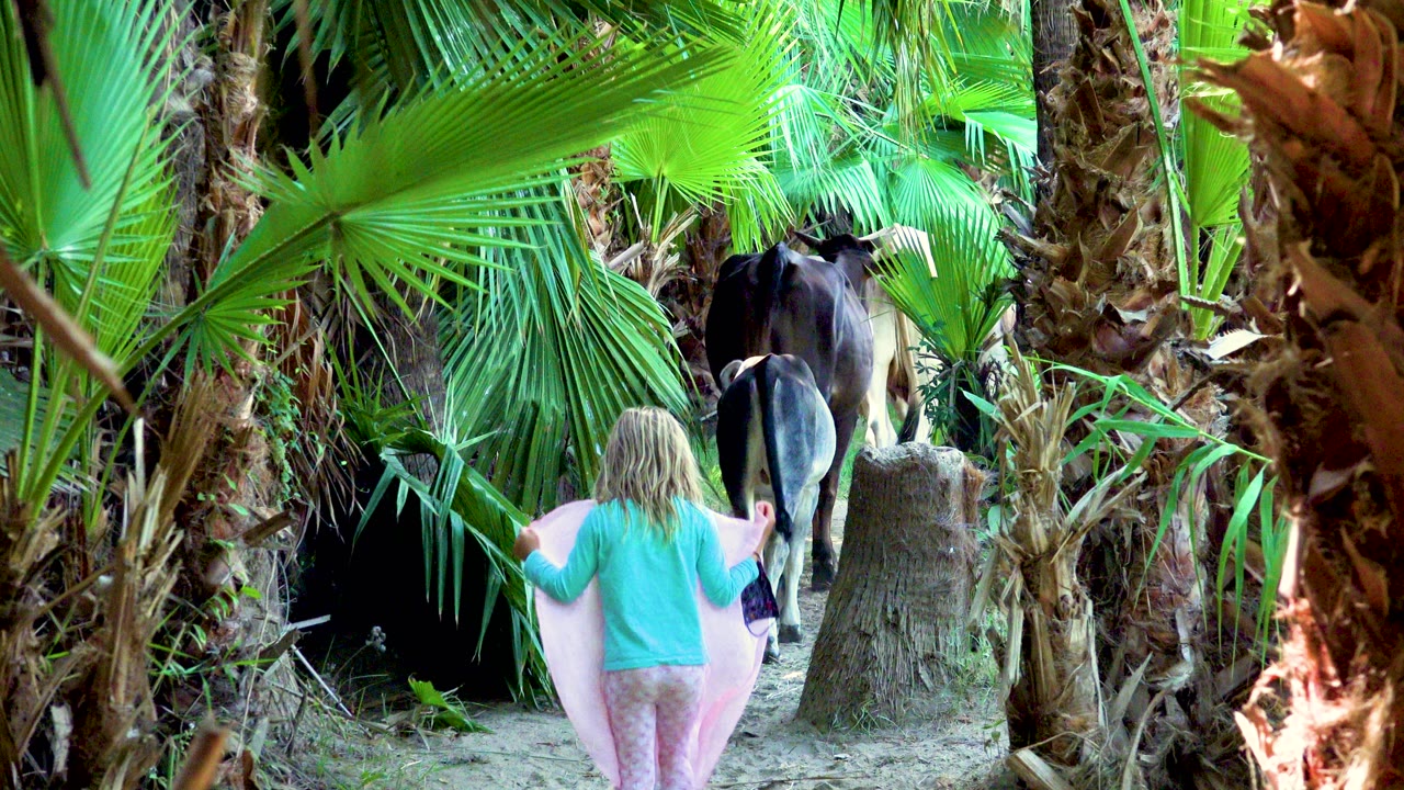 A blonde child in a turquoise shirt and pink skirt walks away from camera behind a dark horse on a sandy path between large palm fronds.