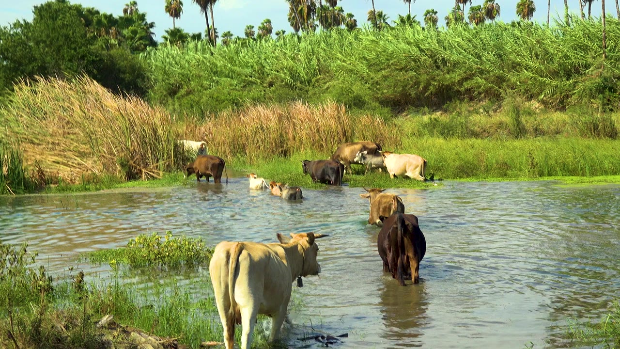 Several cows stand and wade in a shallow river or canal, with tall reeds, green banks, and palm trees in the background and no visible people.