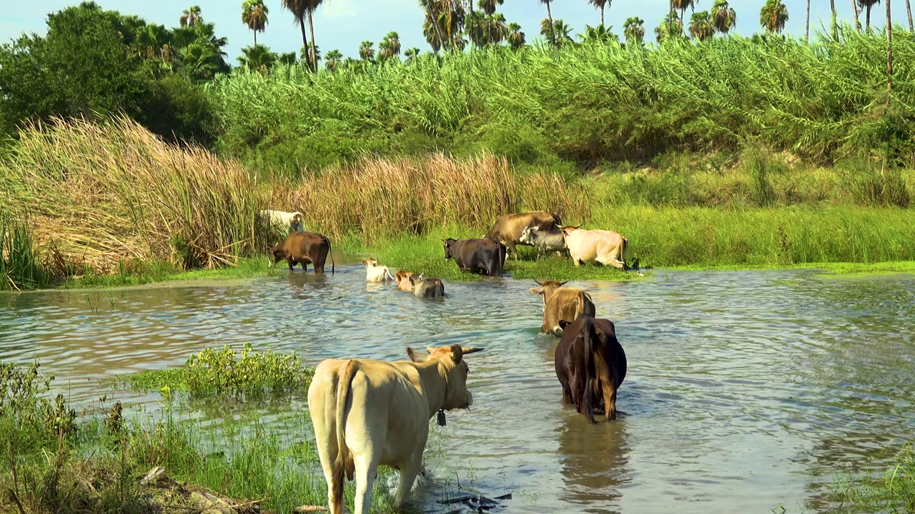 Cows crossing shallow water with green reeds behind them