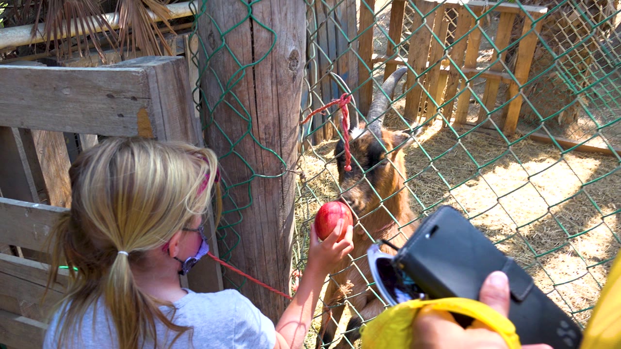 A blonde child seen from behind holds a red apple toward a brown goat behind green wire mesh at an outdoor farm enclosure.
