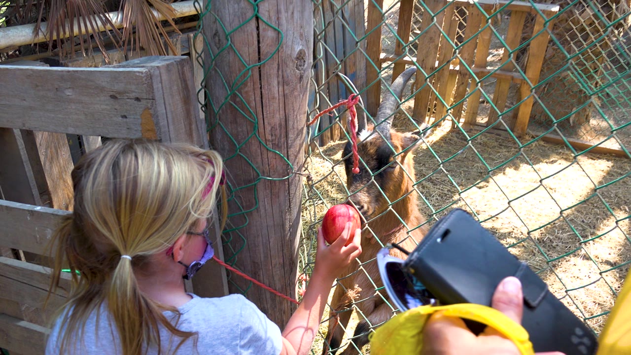Child holds an apple near a goat reaching through green mesh.