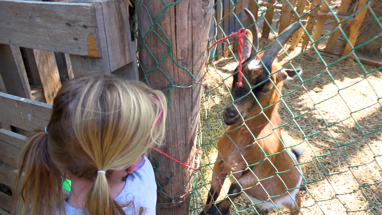Blonde girl with pigtails stands near a wooden fence while a brown and white goat looks through green mesh in a sunny outdoor enclosure.