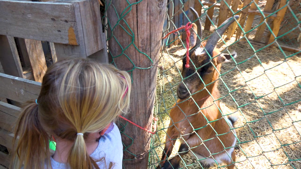 Goat behind mesh fence beside a child at the wooden enclosure.