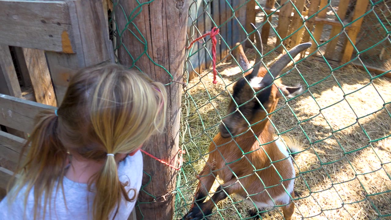 The girl turns slightly toward the enclosure while the goat stands behind the green mesh, with bright sun patches across the straw floor.