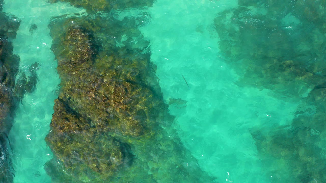 Top-down aerial view in Baja California Sur showing a large algae-covered rock beneath turquoise water, with smaller dark patches nearby and no visible people.
