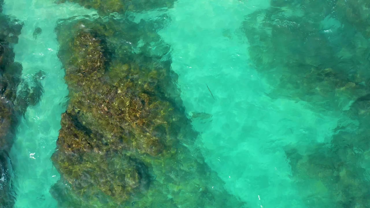 A top-down frame shows the main algae-coated rock shifted through the center, with clear green-blue water and faint sandy bottom visible around it in Baja California Sur, no visible people.