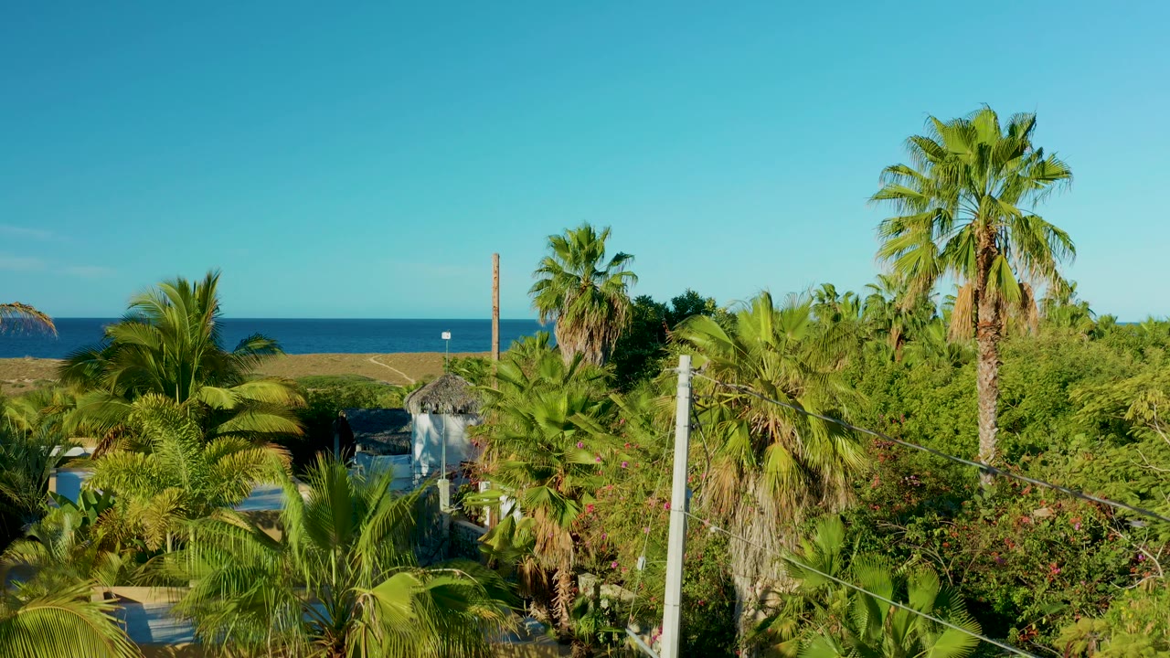 Elevated Todos Santos BCS Mexico view with a tall central palm, utility pole, layered green foliage, partial residential walls, a thin strip of ocean, clear sky, and no visible people.