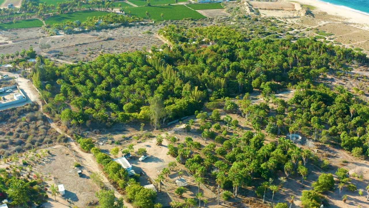 Aerial view of Todos Santos BCS Mexico with tree clusters filling the center, dry scrubland and dirt roads around them, green fields beyond, beach and ocean at the edge, and no visible people.