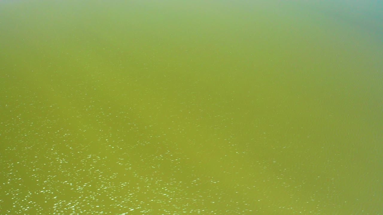 Green murky water surface with small white specks