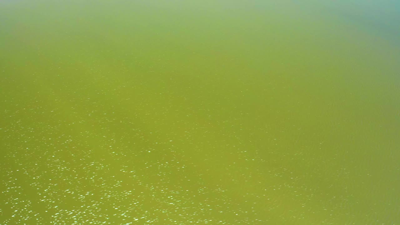 Yellow-green estuary water fills the frame with small bright particles and no visible people, shoreline, or boats.