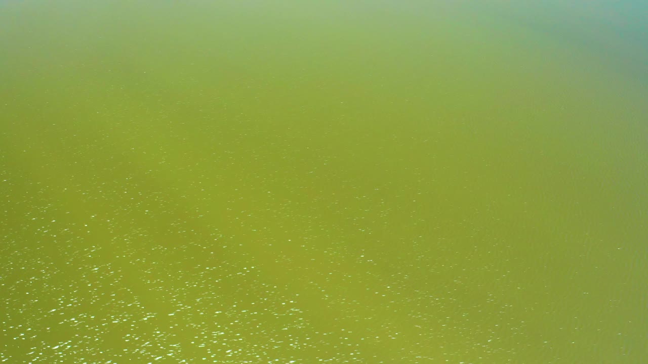 Green algae-colored water in Mexico with a denser patch of white specks near the lower edge and no visible people.