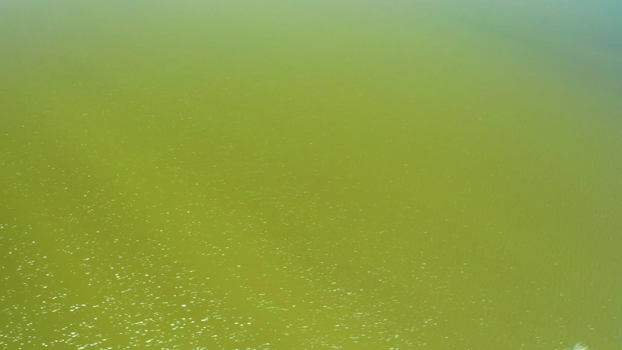 Calm greenish estuary water fills the frame, with faint surface texture, scattered flecks, and no visible people or structures.