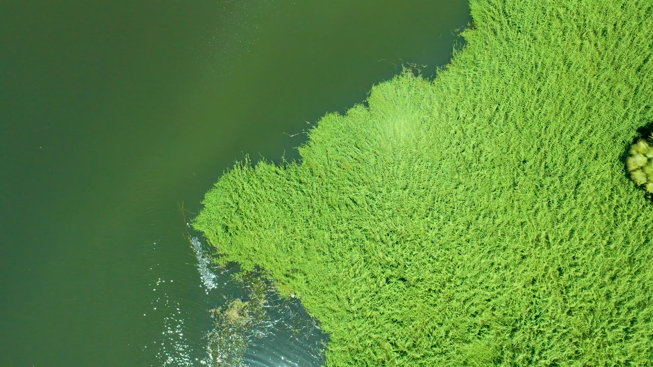Top-down aerial view of green water and dense reeds at the San Jose del Cabo Estuary in Mexico, with no visible people.