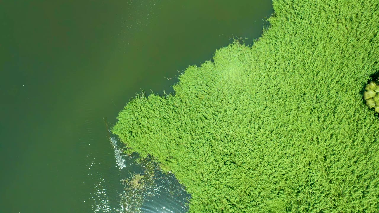 Aerial frame of bright green reeds curving into green estuary water in Mexico, with a small patch of sunlight on the water and no visible people.