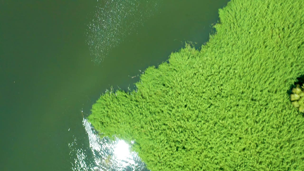 Top-down view of the San Jose del Cabo Estuary water with reeds along the right side and a bright sun reflection near the reed edge, with no visible people.