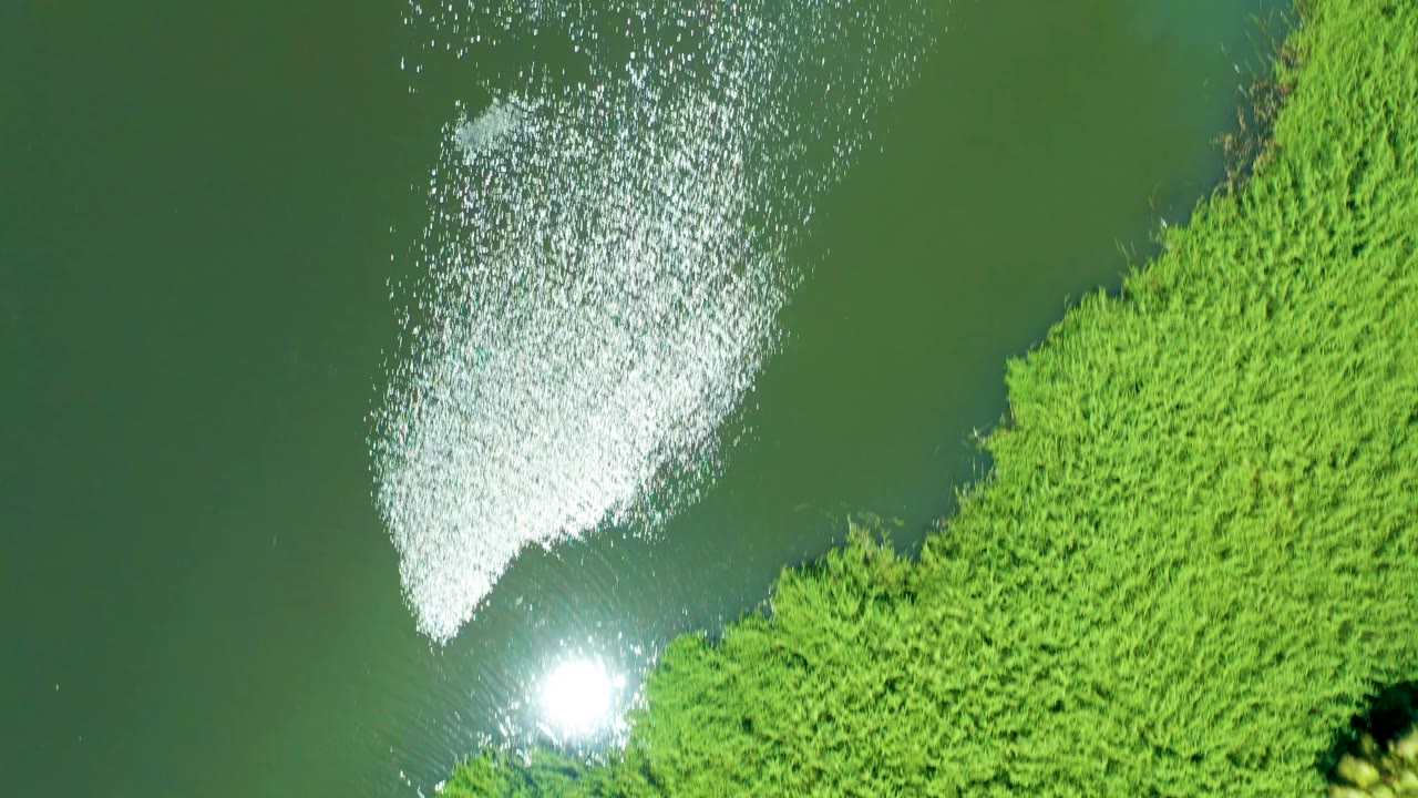 Aerial view over green estuary water in Mexico, where a large white sun glare spreads across ripples beside reeds, with no visible people.