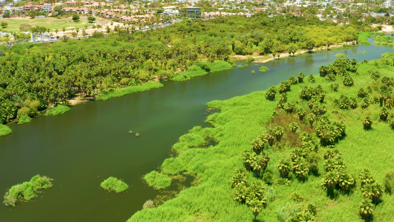 Aerial frame from San Jose del Cabo Estuary BCS Mexico showing the river beside a broad marsh grass bank, palm clusters near the lower right, distant city development, and no visible people.