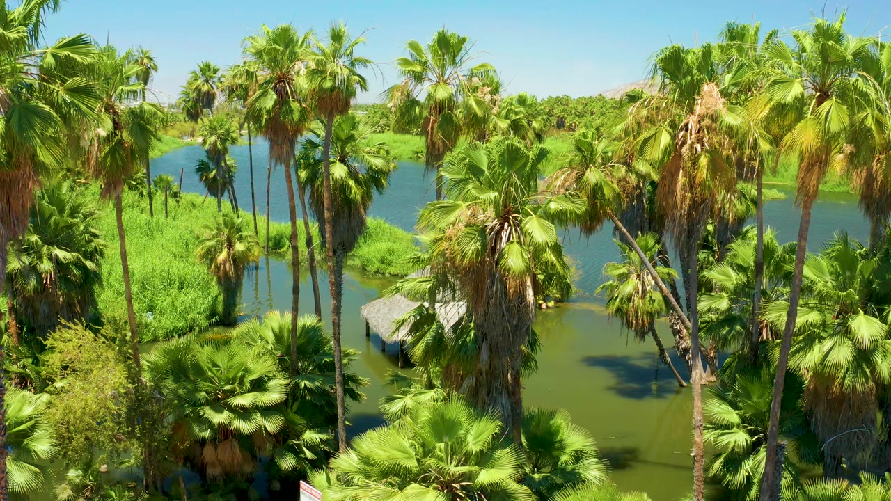 Tall palms and bright green vegetation frame lagoon water.