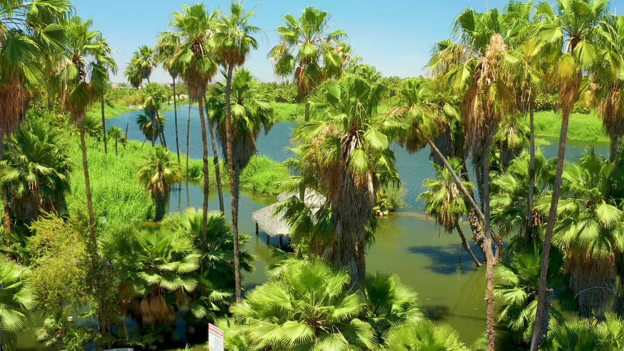 Aerial view in San Jose del Cabo Estuary BCS Mexico where dense palm crowns fill the foreground and a narrow strip of lagoon water curves through the background, with no visible people.