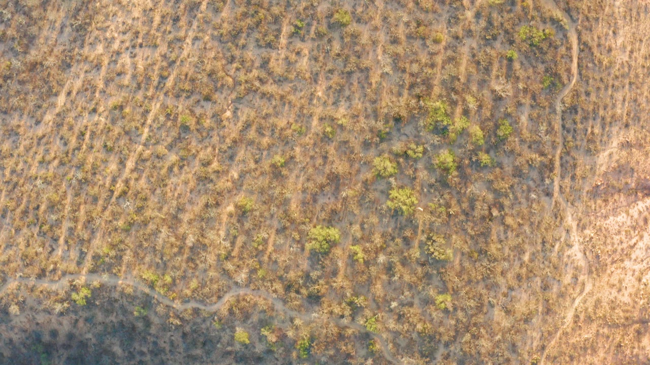 Top-down aerial frame of dry grassland in Cabo Pulmo BCS Mexico, with scattered green shrubs, pale dirt paths, warm brown ground, and no visible people.