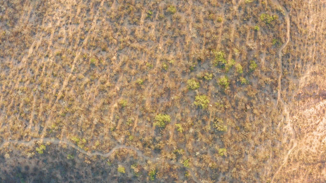 Overhead view of Cabo Pulmo BCS Mexico terrain with brown dry grass, small green shrubs, faint paths, a pale bare soil patch, and no visible people.