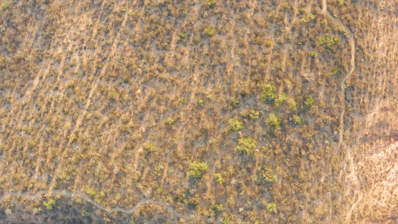 Top-down aerial frame from Cabo Pulmo BCS Mexico showing dry grass, a curving dirt line near the right side, scattered green vegetation, and no visible people.