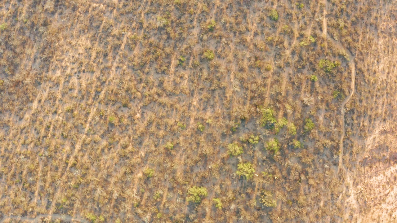 Overhead arid field with dry grass, shrub clusters, and pale track marks