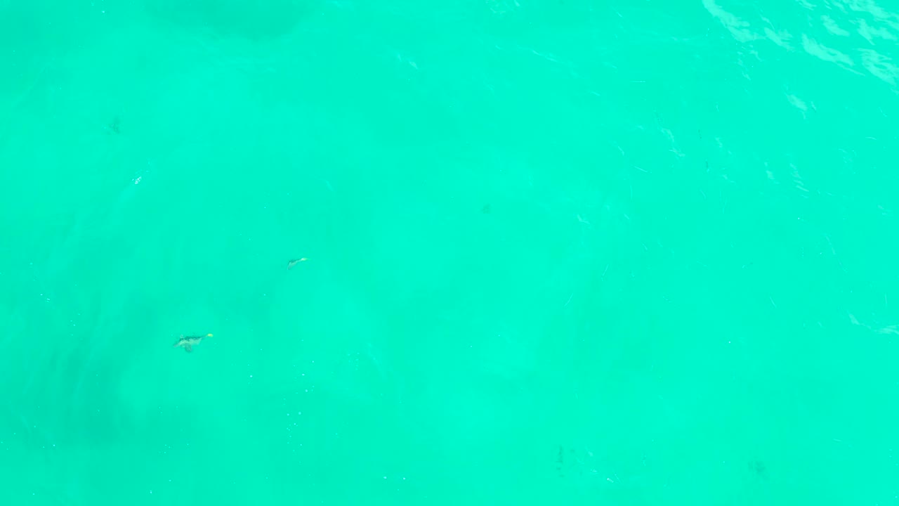 At 0:02, small fish are visible against clear blue-green water, with soft darker patches from the shallow bottom and no visible people.