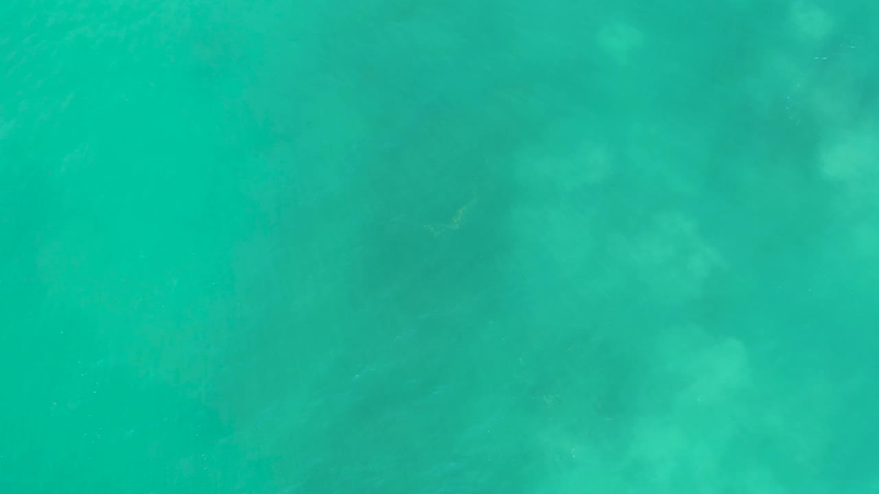 Overhead frame of blue-green water at San Luis Beach, Mexico, with a faint shark-like form under the surface and no visible people.