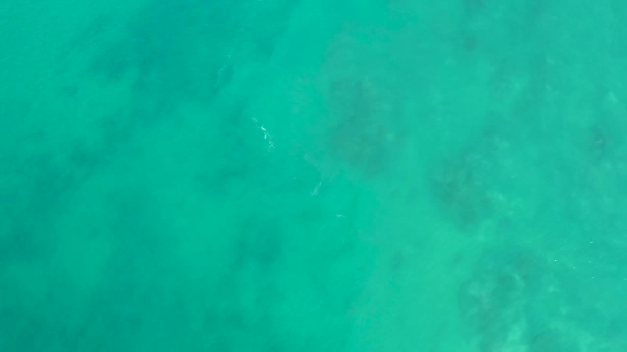 Shallow turquoise ocean with faint turtle and small white ripple