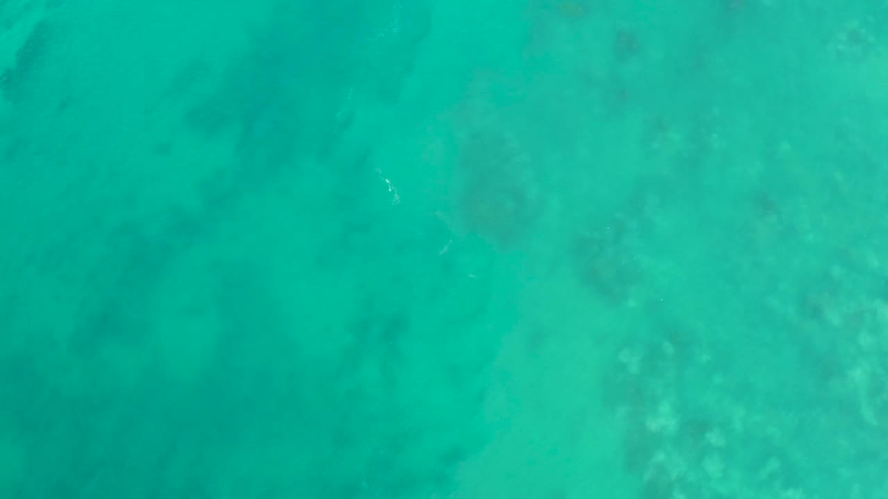 Small pale fish in clear turquoise water