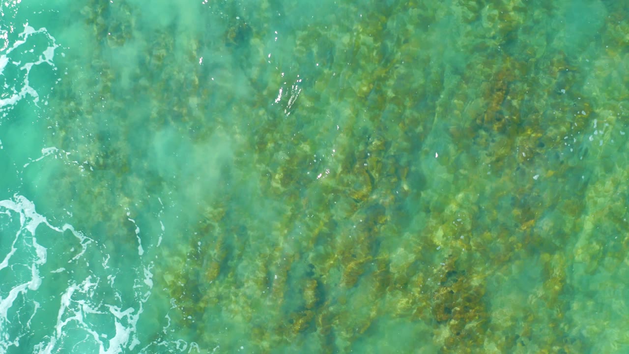 Top-down San Luis Beach East Cape Los Cabos water view with dense brown-green underwater vegetation and broken white foam running through the left half, no visible people.