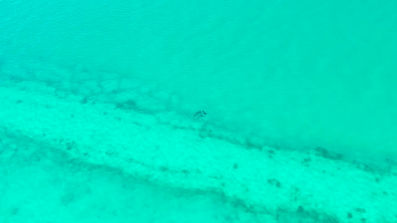 Mid-clip frame with the small fish still crossing the sandy seabed under clear turquoise water near Cabo Pulmo, Mexico, and no visible people.