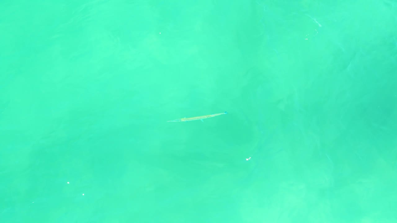 At 0:00, a small elongated fish appears left of center in clear turquoise water at Campestre San Jose Del Cabo BCS Mexico, with pale seabed texture below and no visible people.