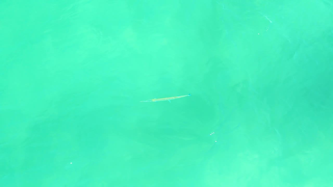 Elongated fish over aqua water