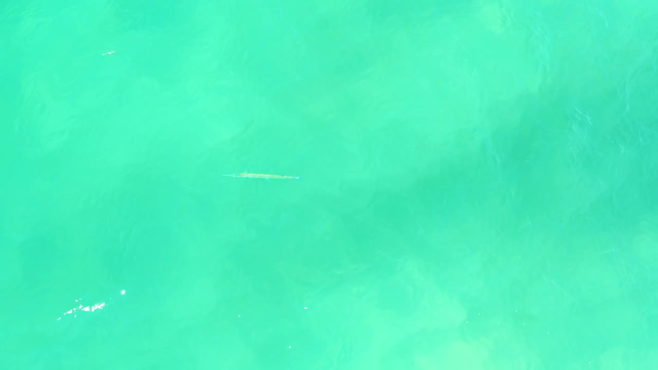 Overhead view of clear turquoise water in Campestre San Jose Del Cabo BCS Mexico, with a small pale fish near the left side and no visible people.